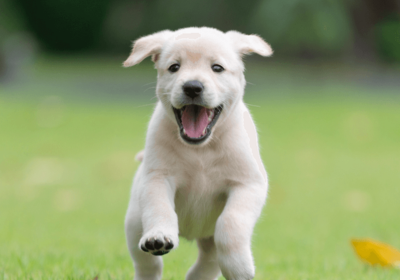 a puppy running in the grass
