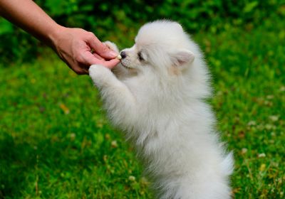 a dog being fed by a hand