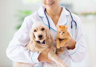 a vet holding a dog and a cat